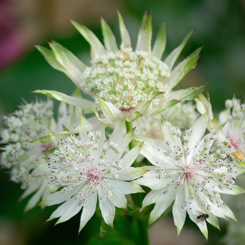 Astrance - Astrantia major White Giant (Flowering)