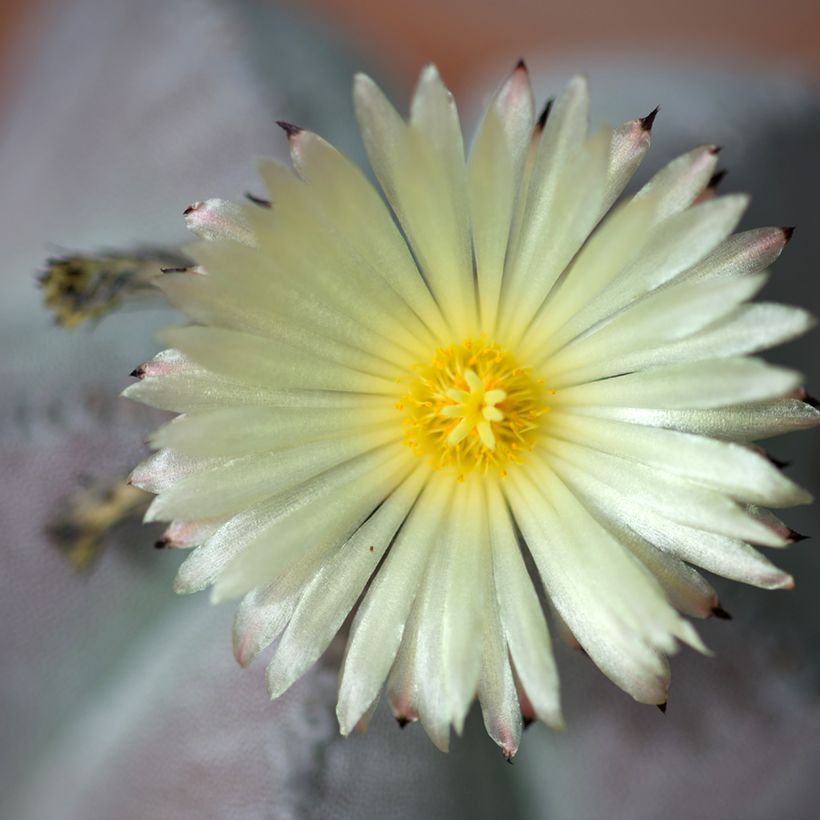 Astrophytum myriostigma - Bonnet d'evêque (Flowering)