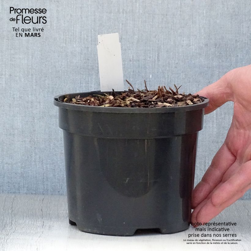 Spécimen de Athyrium Ghost - Fougère femelle hybride Pot de 2L/3L tel que livré au printemps