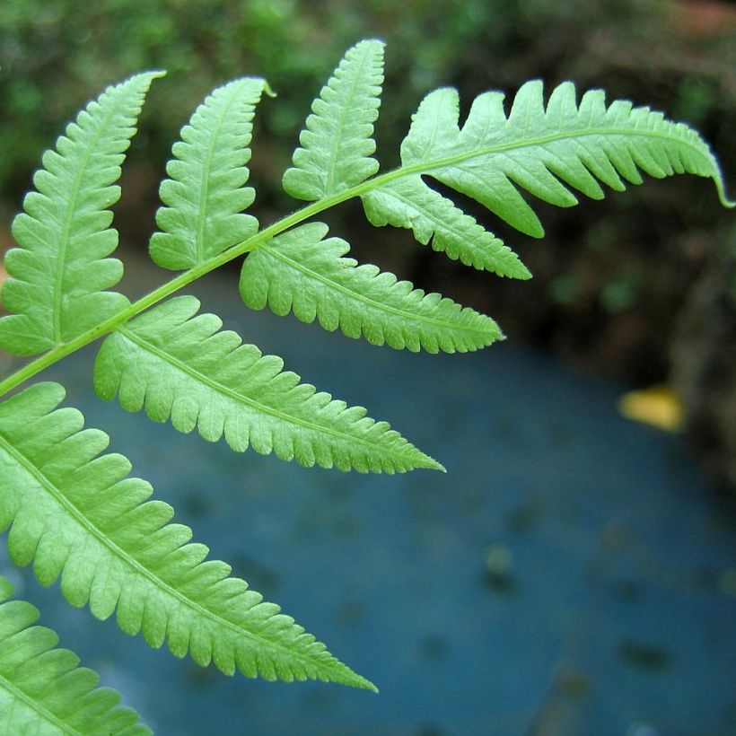 Athyrium filix-femina - Fougère femelle (Foliage)