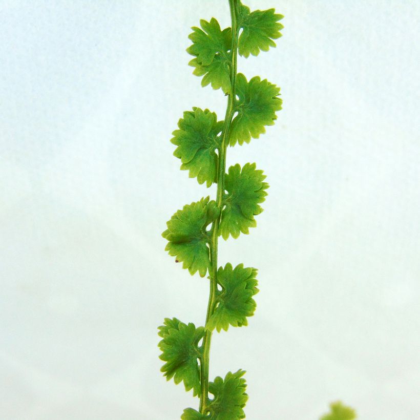 Athyrium filix-femina Frizelliae - Fougère femelle (Foliage)