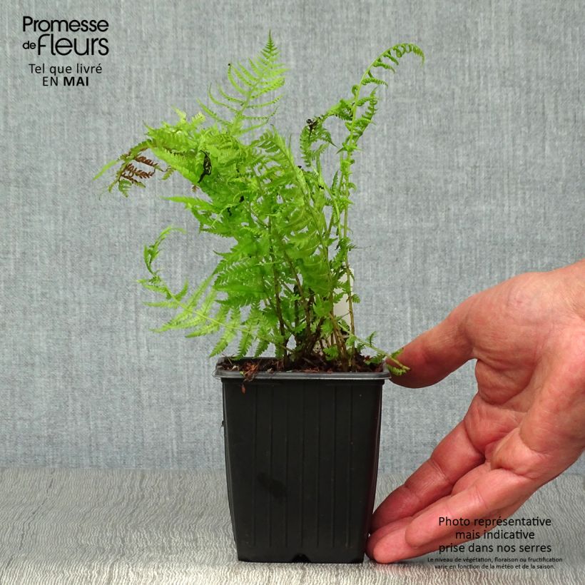 Example of Athyrium filix-femina Lady in Red - Fougère femelle Godet de 8/9 cm as you get in printemps