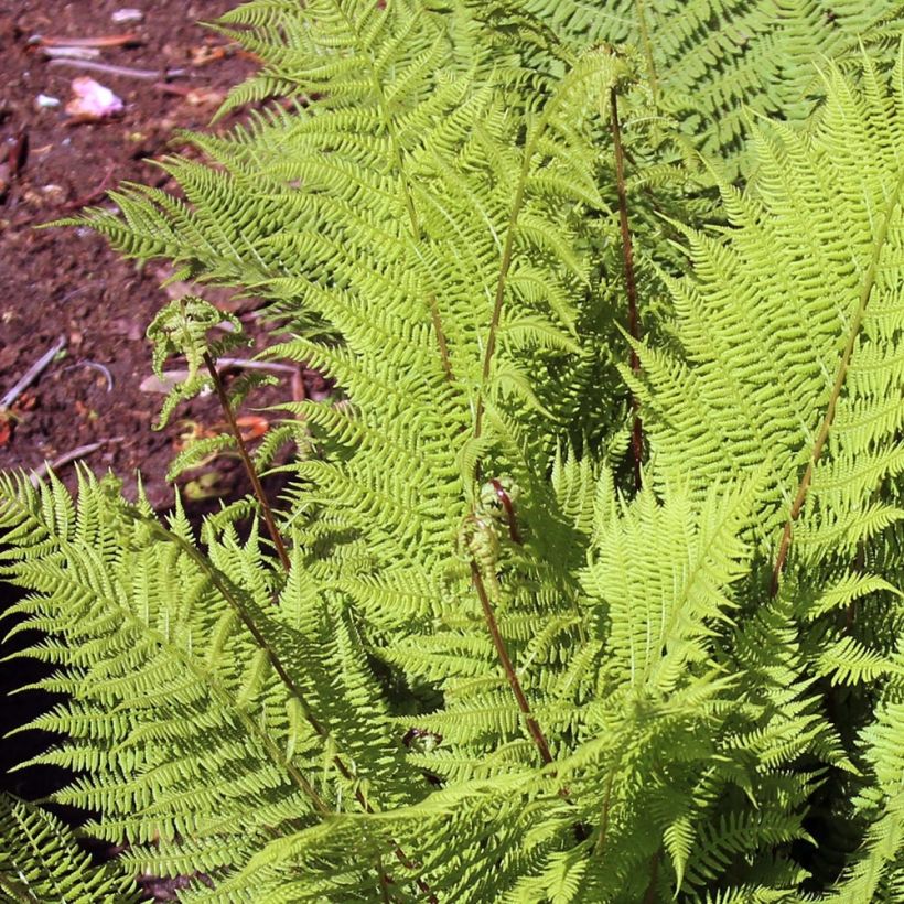 Athyrium filix-femina Rotstiel - Fougère femelle (Foliage)