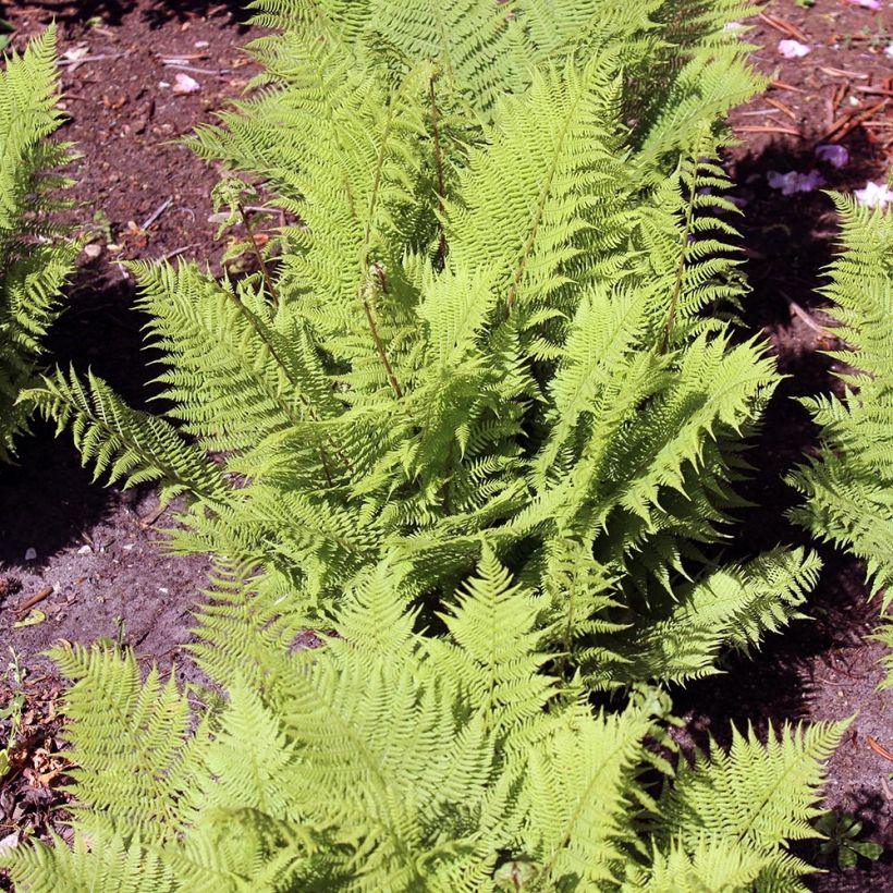 Athyrium filix-femina Rotstiel - Fougère femelle (Plant habit)