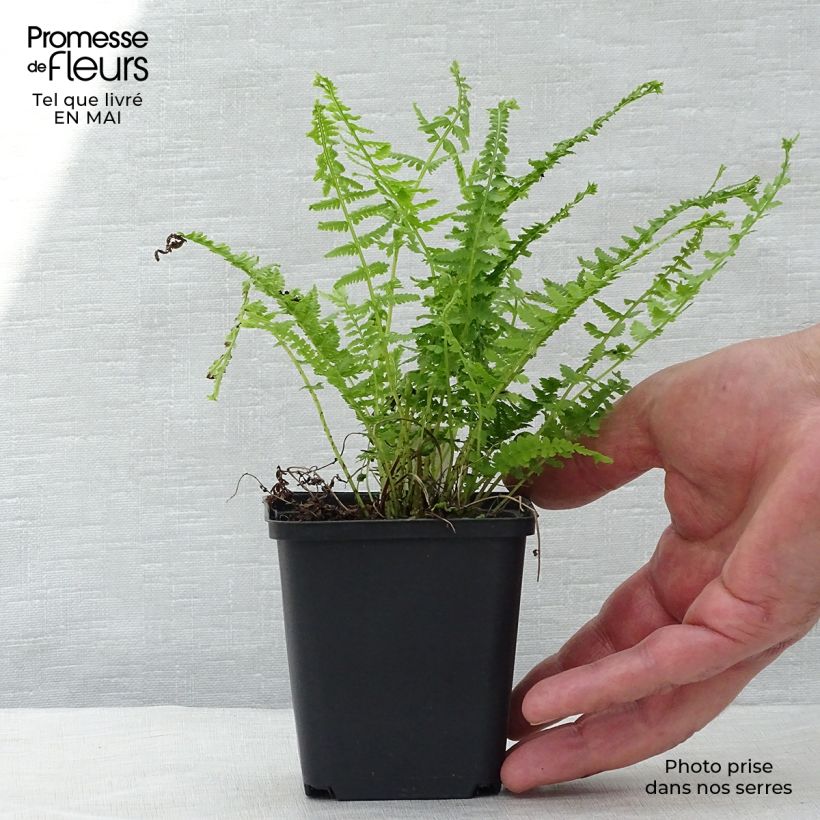 Example of Athyrium filix-femina Victoriae - Fougère femelle Victoriae Godet de 8/9 cm as you get in printemps