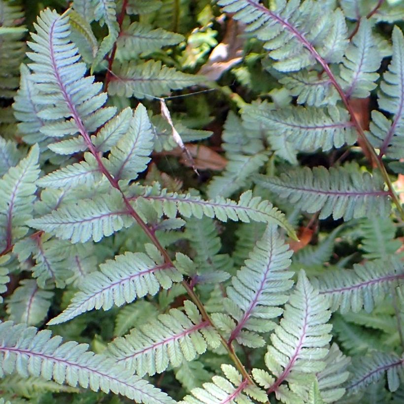 Athyrium niponicum Burgundy Lace - Fougère japonaise (Foliage)