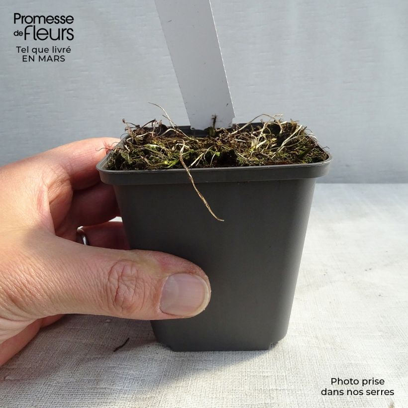 Example of Athyrium niponicum Burgundy Lace - Fougère japonaise Godet de 8/9 cm as you get in printemps