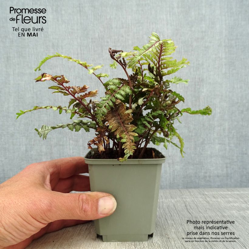 Example of Athyrium niponicum Crested Surf - Fougère japonaise Godet de 8/9 cm as you get in printemps