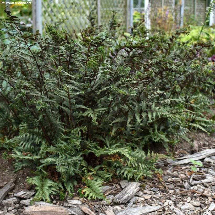 Athyrium niponicum Crested Surf - Fougère japonaise (Plant habit)