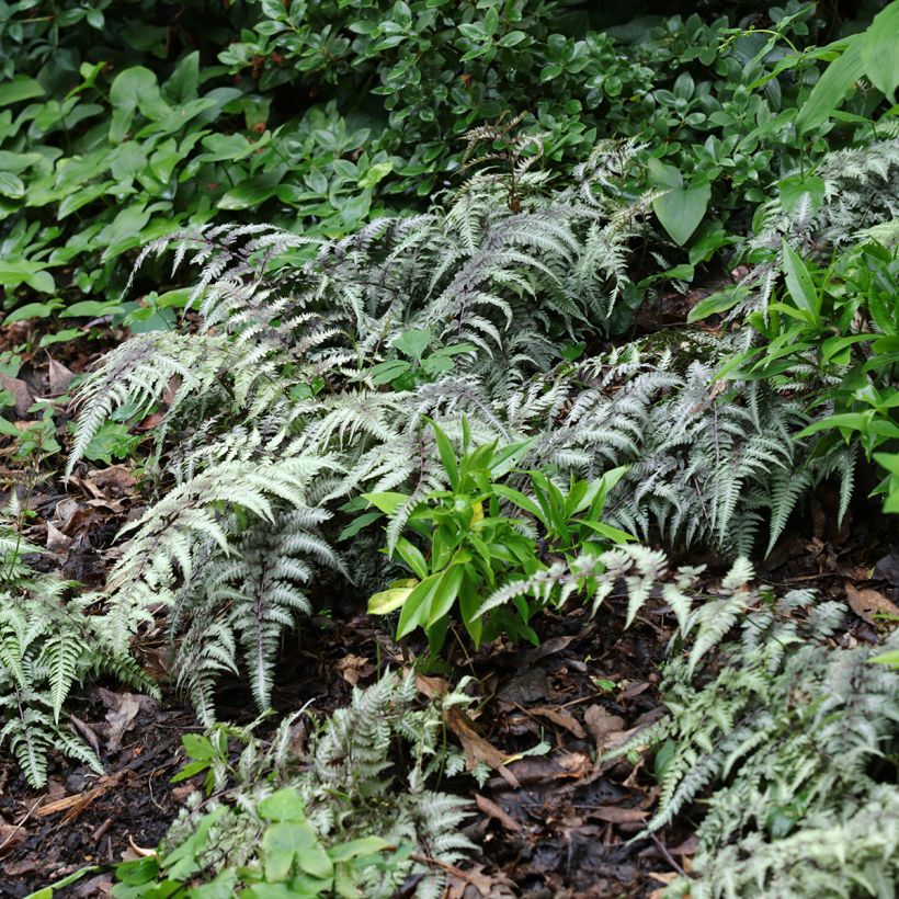 Athyrium niponicum Pewter Lace - Fougère Peinte (Plant habit)