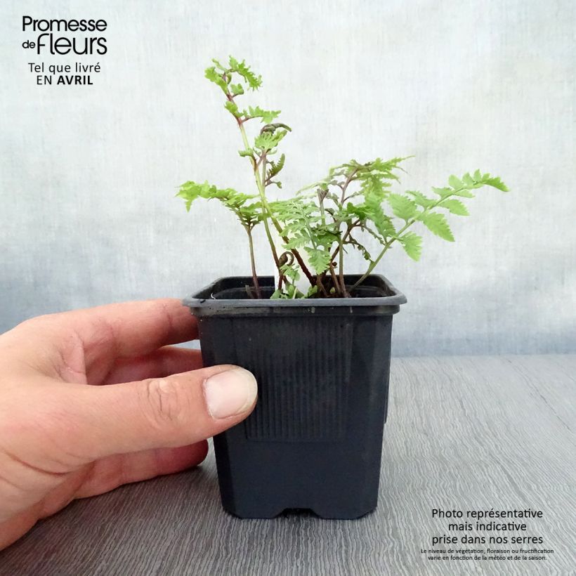Spécimen de Athyrium niponicum Pictum - Fougère japonaise Godet de 8/9 cm tel que livré au printemps