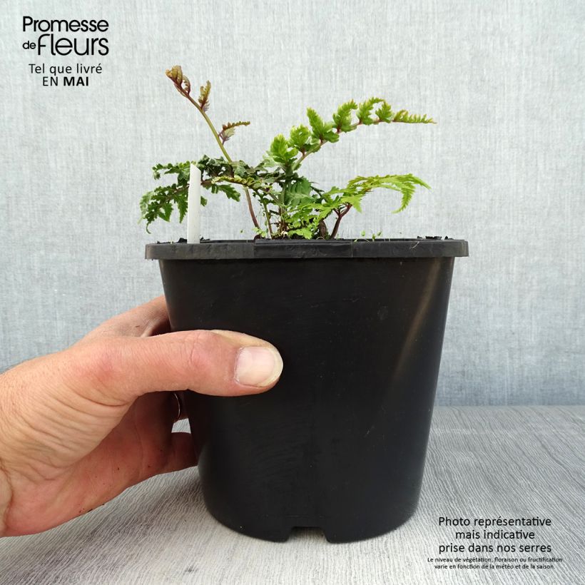 Spécimen de Athyrium niponicum Pictum - Fougère japonaise Pot de 2L/3L tel que livré au printemps