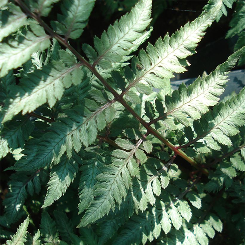 Athyrium niponicum Ursula's Red - Fougère japonaise (Foliage)