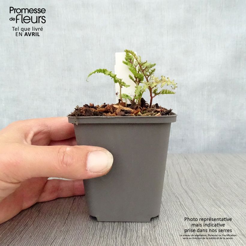 Example of Athyrium niponicum Ursula's Red - Fougère japonaise Godet de 8/9 cm as you get in printemps