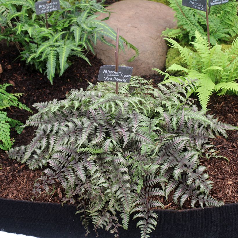 Athyrium niponicum var. pictum Red Beauty - Fougère femelle du Japon (Plant habit)