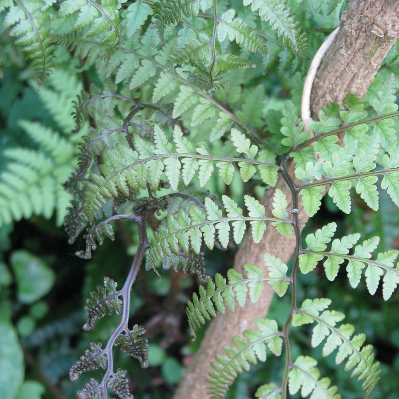 Athyrium otophorum var. okanum - Fougère femelle du Japon (Foliage)