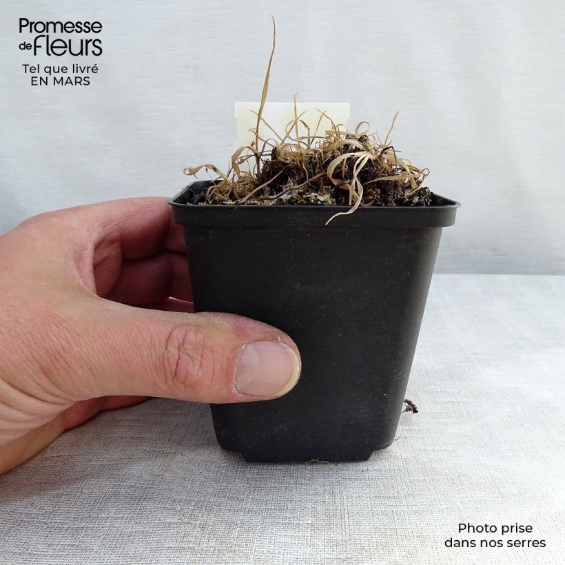 Example of Athyrium otophorum var. okanum - Fougère femelle du Japon Pot de 2L/3L as you get in printemps