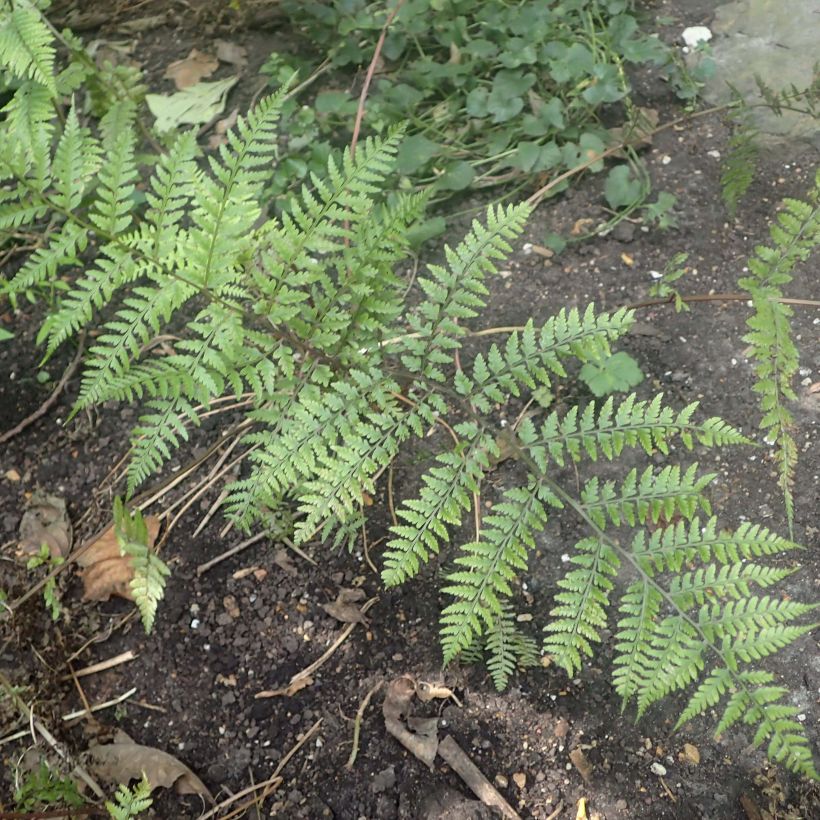 Athyrium vidalii - Fougère de Vidal (Foliage)