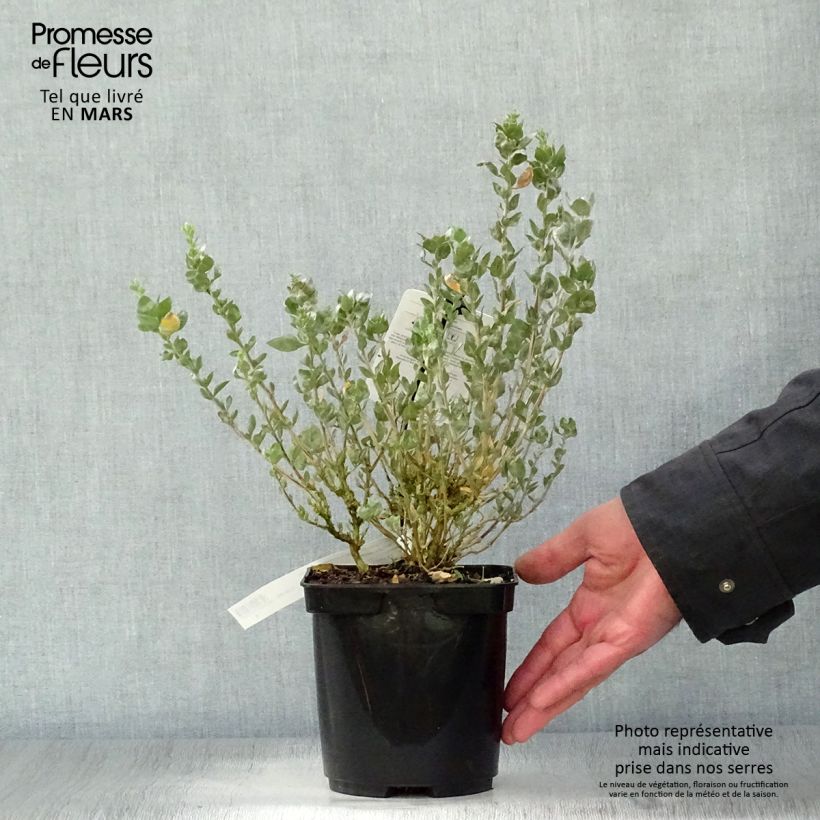 Example of Atriplex halimus - Arroche marine, pourpier de mer Pot de 1,5L/2L as you get in printemps