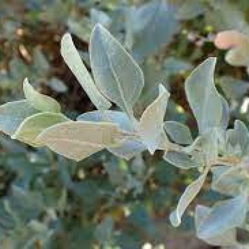 Atriplex halimus - Arroche marine, pourpier de mer (Foliage)