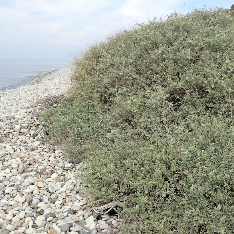 Atriplex halimus - Arroche marine, pourpier de mer (Plant habit)