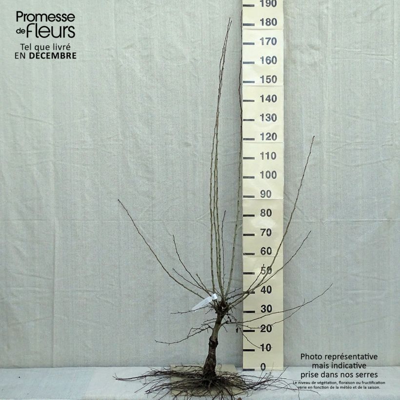 Example of Aubépine - Crataegus laevigata Paul's Scarlet Racines nues as you get in hiver