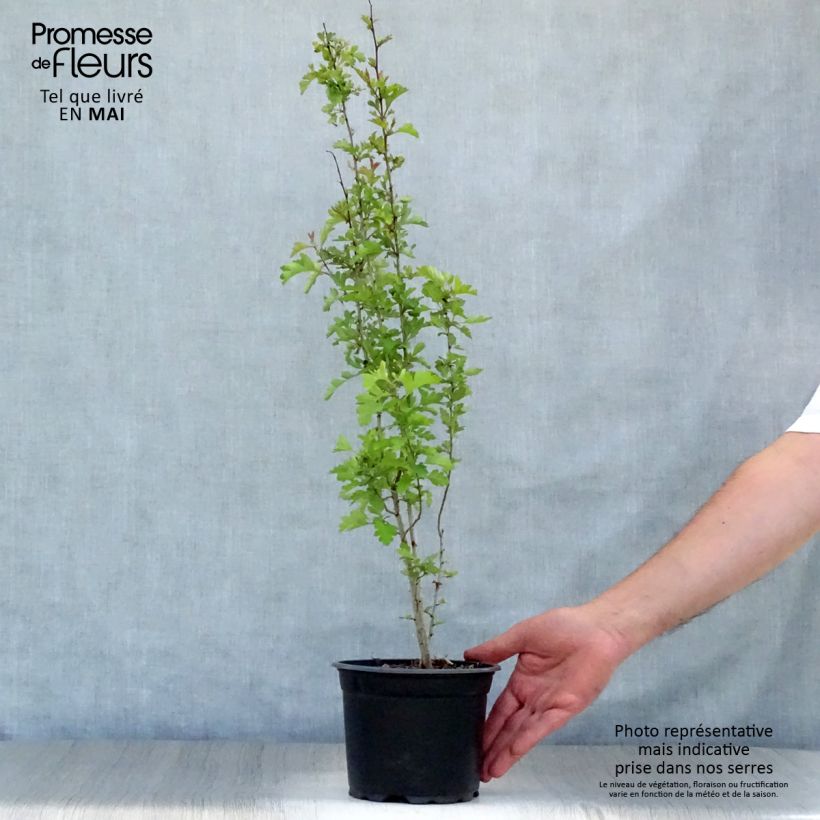Example of Aubépine, Epine blanche - Crataegus monogyna Pot de 2L/3L as you get in printemps