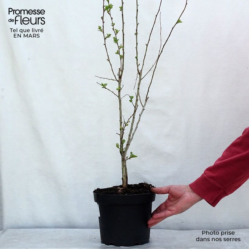 Example of Aubépine, Epine blanche - Crataegus monogyna Pot de 4L/5L as you get in printemps
