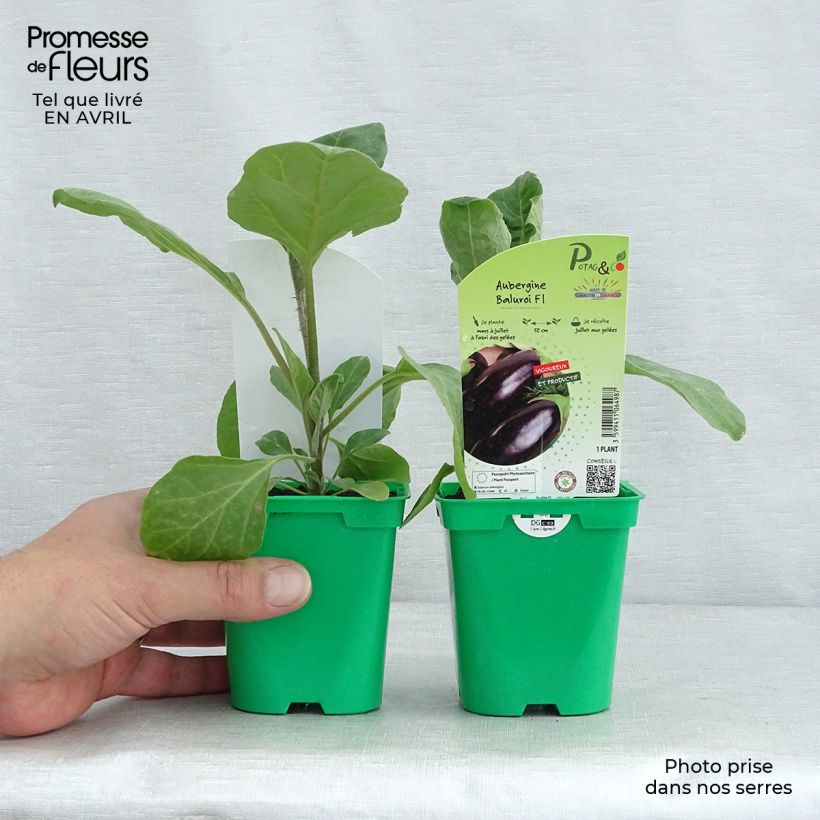 Example of Aubergine Baluroi  F1 Pot de 10 cm/11cm as you get in printemps