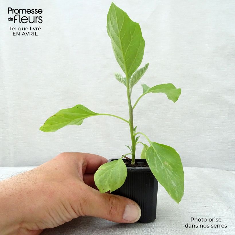 Example of Aubergine Bonica F1 en plants Godet de 7/8 cm as you get in printemps