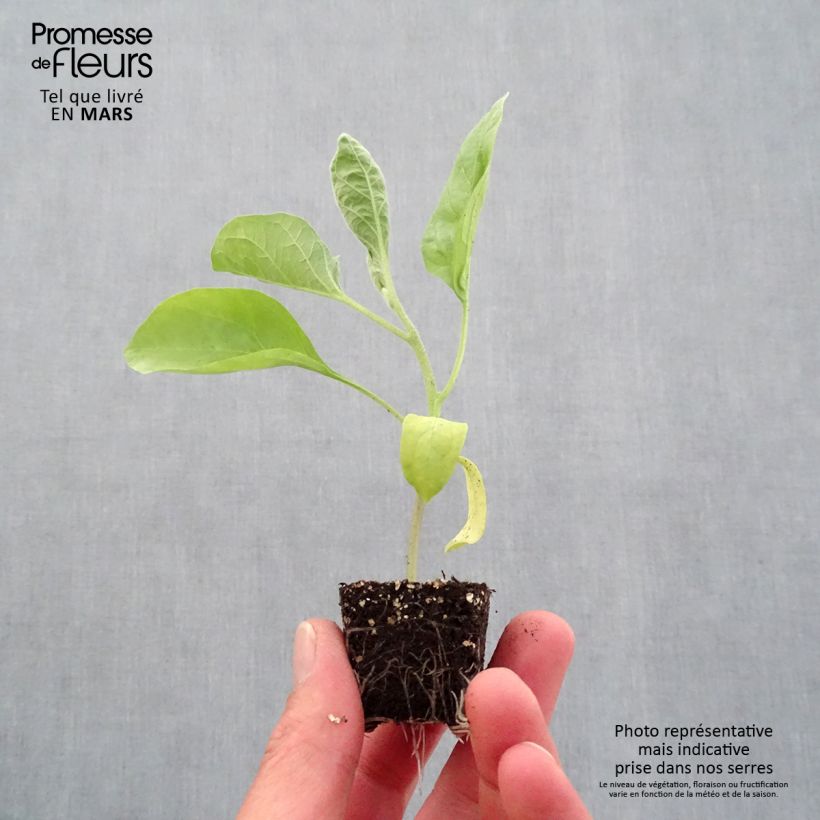 Example of Aubergine Bonica F1 en plants Mini-motte Ø 3/4 cm, Livré en hauteur de 5 à 10 cm as you get in printemps