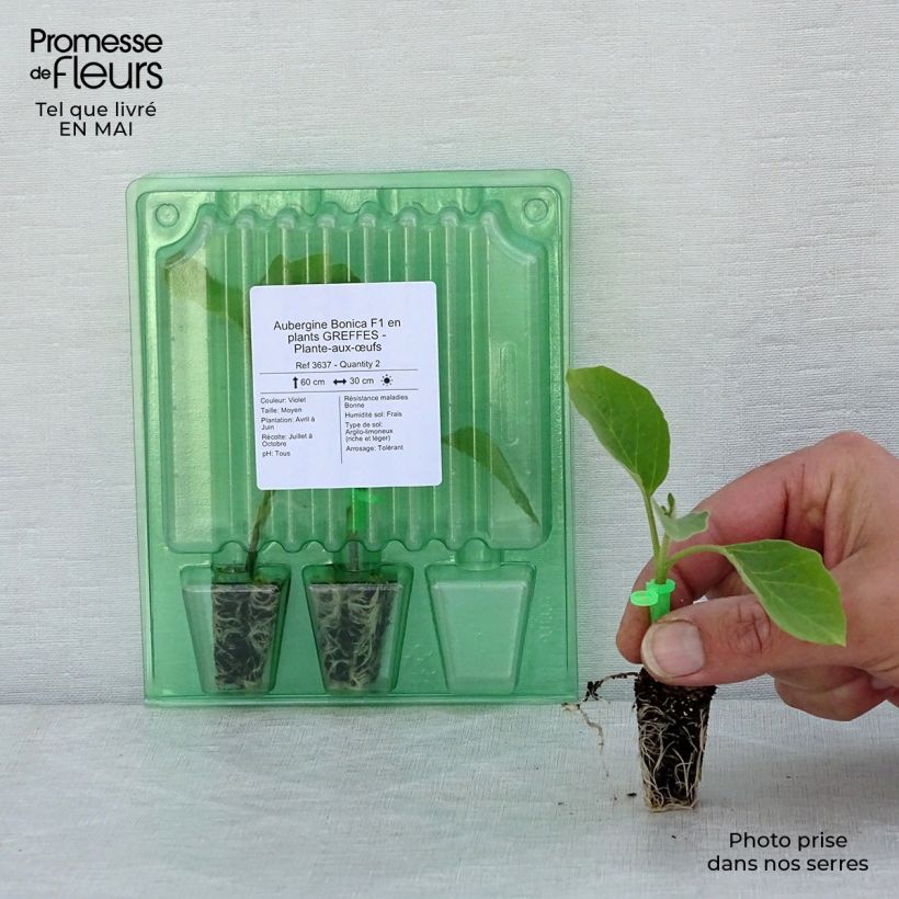 Example of Aubergine Bonica F1 en plants GREFFES Mini-motte Ø 1,5/2,5 cm, Plant greffé de 5 à 10 cm de hauteur as you get in printemps