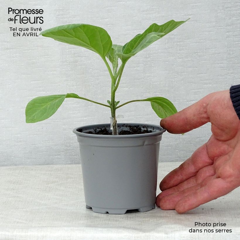 Example of Aubergine Bonica F1 en plants GREFFES Godet de 8/9 cm as you get in printemps