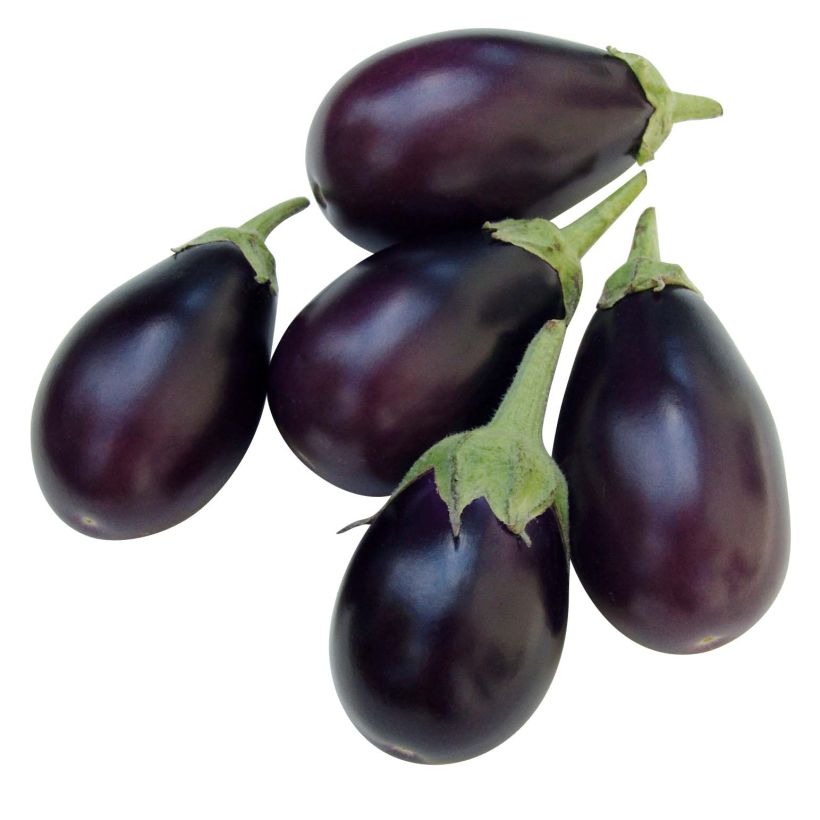 Aubergine Ophelia F1 en plants (Harvest)