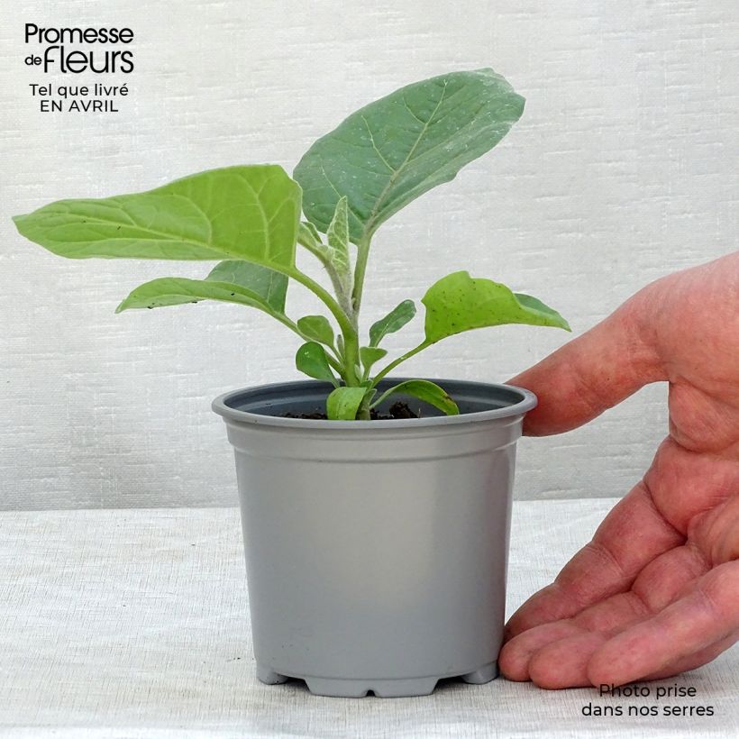 Example of Aubergine Ophelia F1 en plants Godet de 8/9 cm as you get in printemps