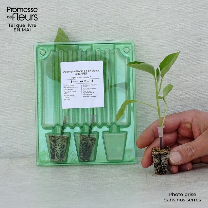 Example of Aubergine Rania F1 en plants GREFFES Mini-motte Ø 3/4 cm, Plant greffé de 5 à 10 cm de hauteur as you get in printemps