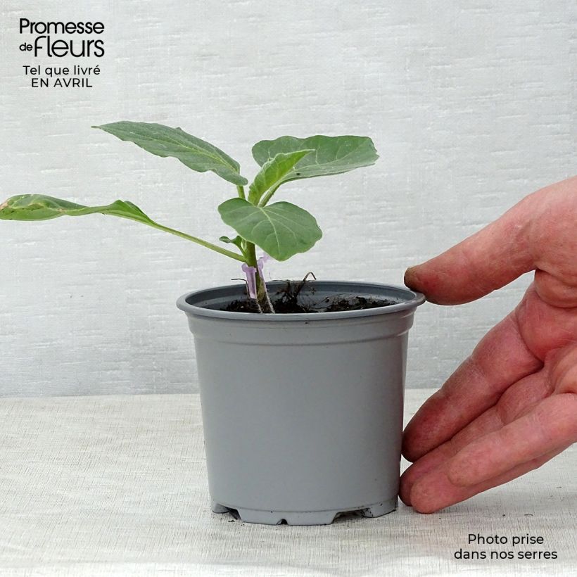 Example of Aubergine Rania F1 en plants GREFFES Godet de 8/9 cm as you get in printemps