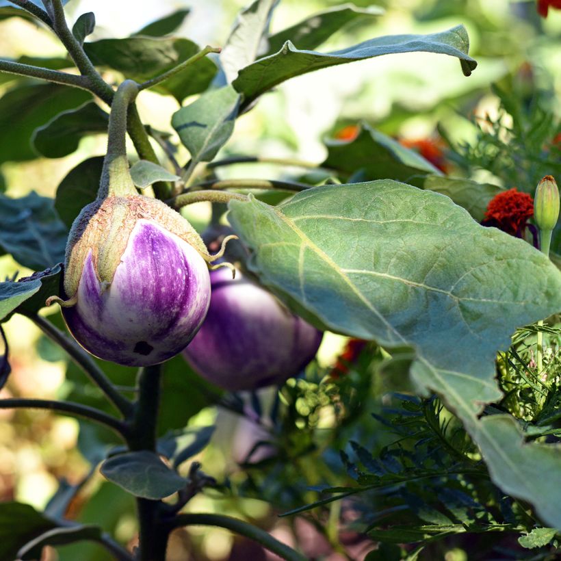 Aubergine Rotonda Bianca Sfumata Di Rosa Bio - Ferme de Sainte Marthe (Plant habit)