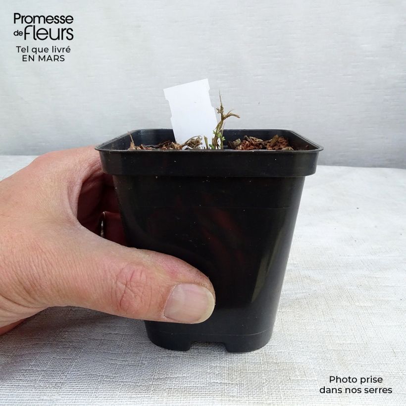 Example of Aubrieta Royal Blue - Aubriète Godet de 8/9 cm as you get in printemps