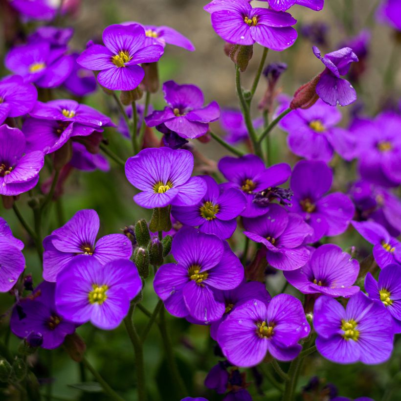 Aubrieta Royal Blue - Aubriète (Flowering)