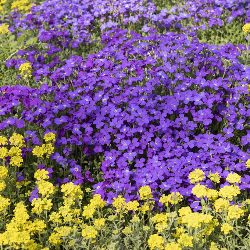 Aubrieta Royal Blue - Aubriète (Plant habit)