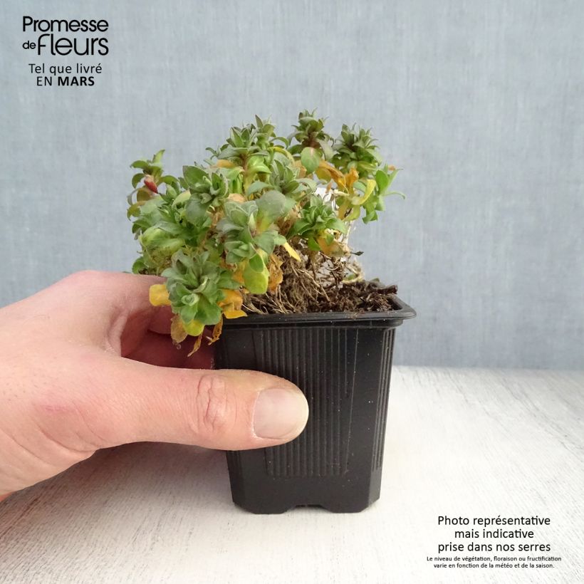 Spécimen de Aubriète Florado Rose - Aubrieta gracilis Godet de 8/9 cm tel que livré au printemps