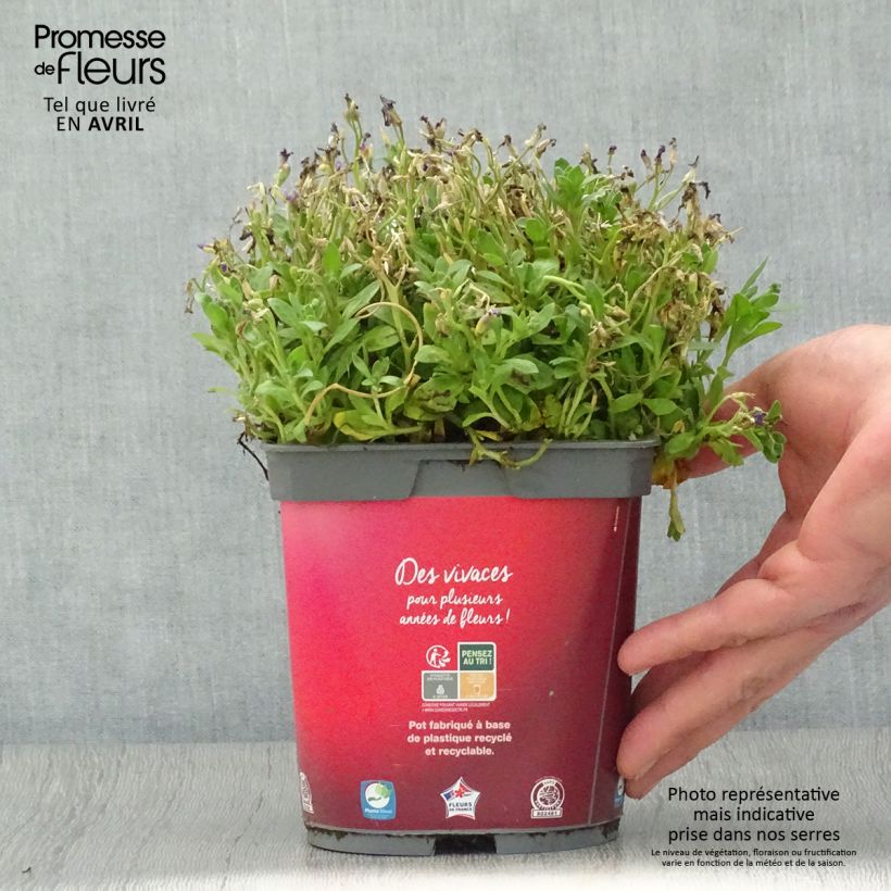 Example of Aubriète Florado Rose-Red - Aubrieta gracilis Pot de 2L/3L as you get in printemps