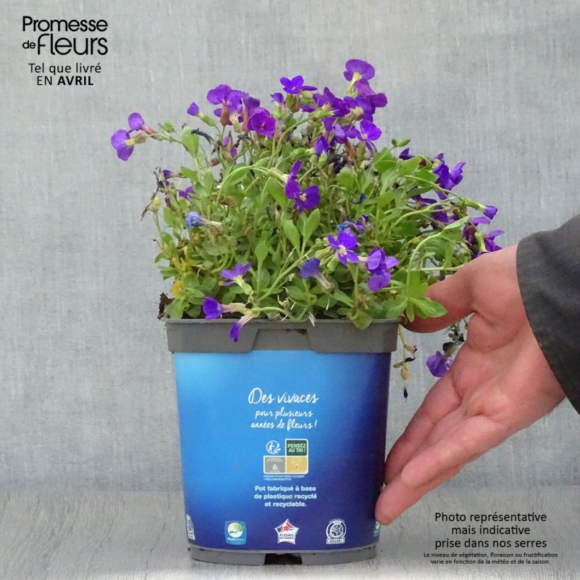 Example of Aubriete Kitte® Bleu (Blue)  - Aubrieta x gracilis Pot de 2L/3L as you get in printemps