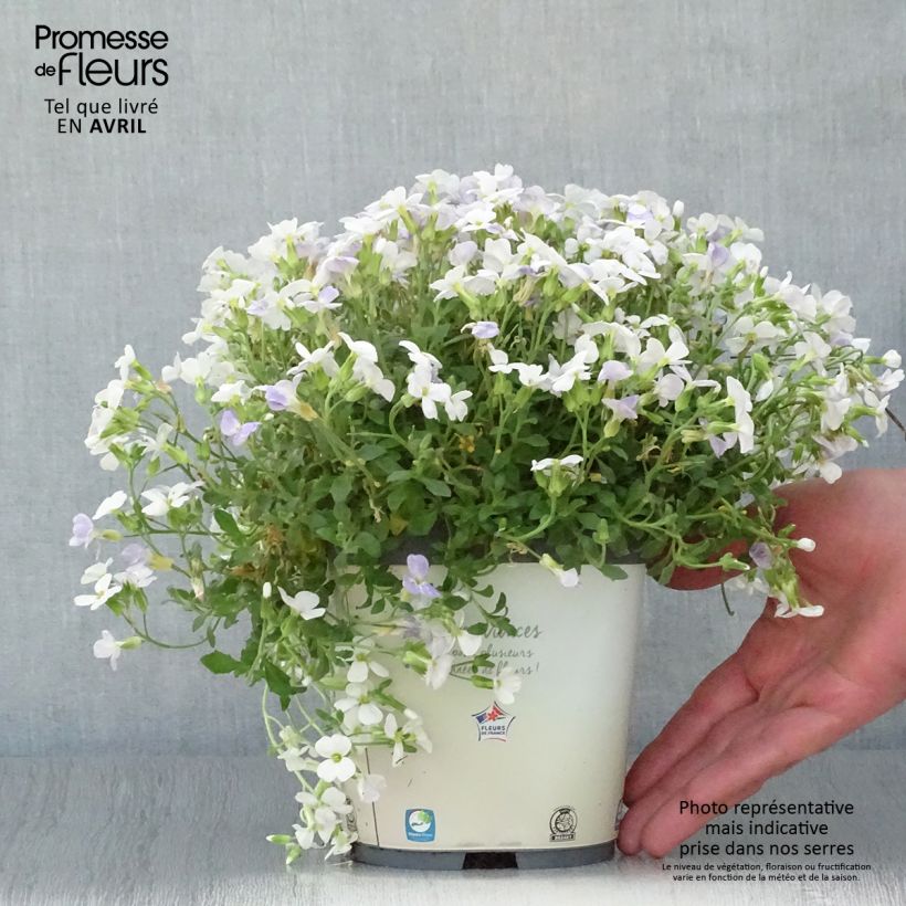 Example of Aubriète Kitte White Pot de 2L/3L as you get in printemps
