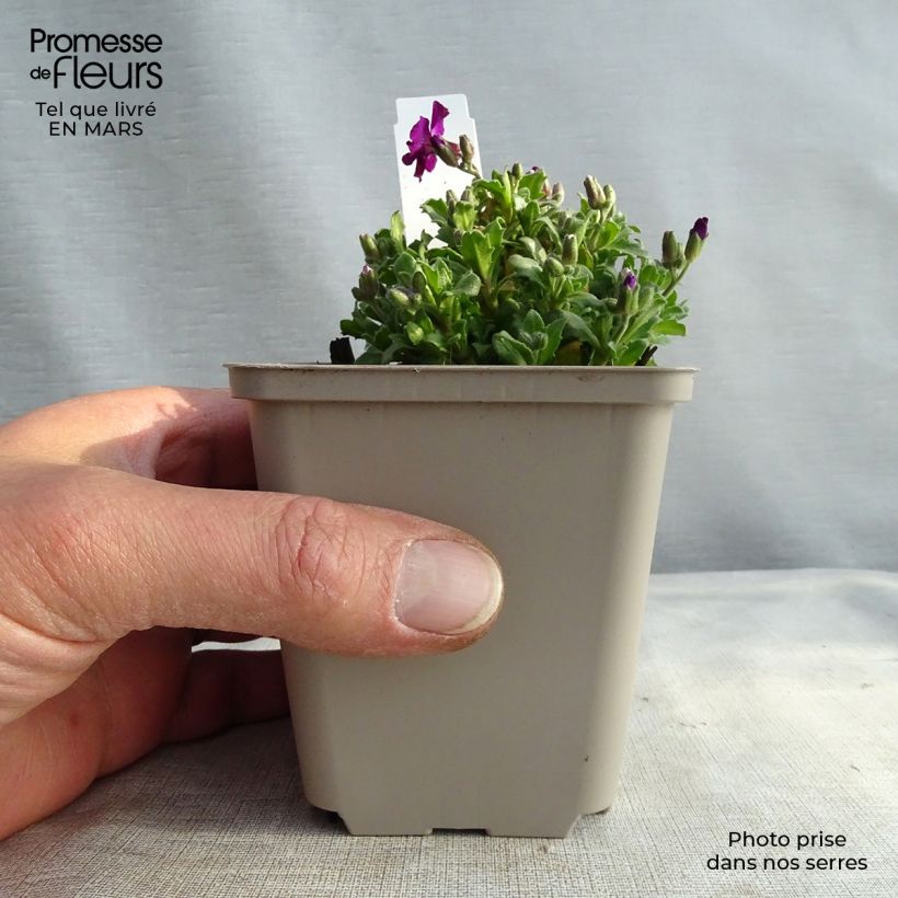 Example of Aubriete Red Carpet Godet de 8/9 cm as you get in printemps