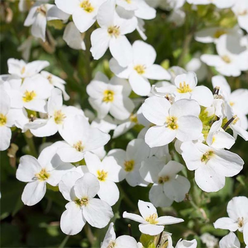 Aubriète blanche - Aubrieta Fiona (Flowering)
