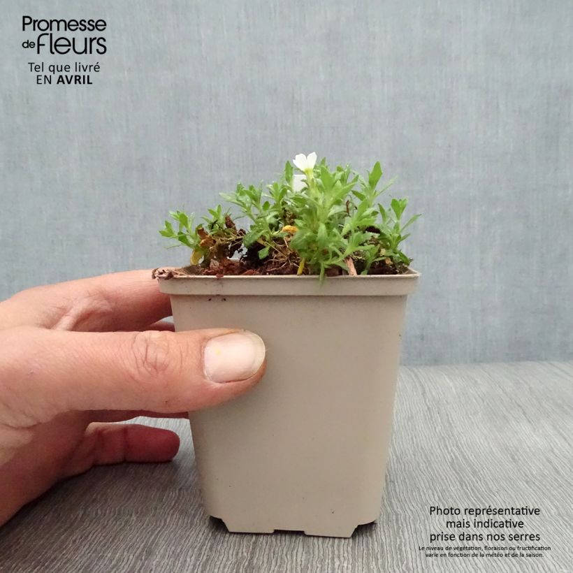 Example of Aubriète blanche - Aubrieta Fiona Godet de 8/9 cm as you get in printemps