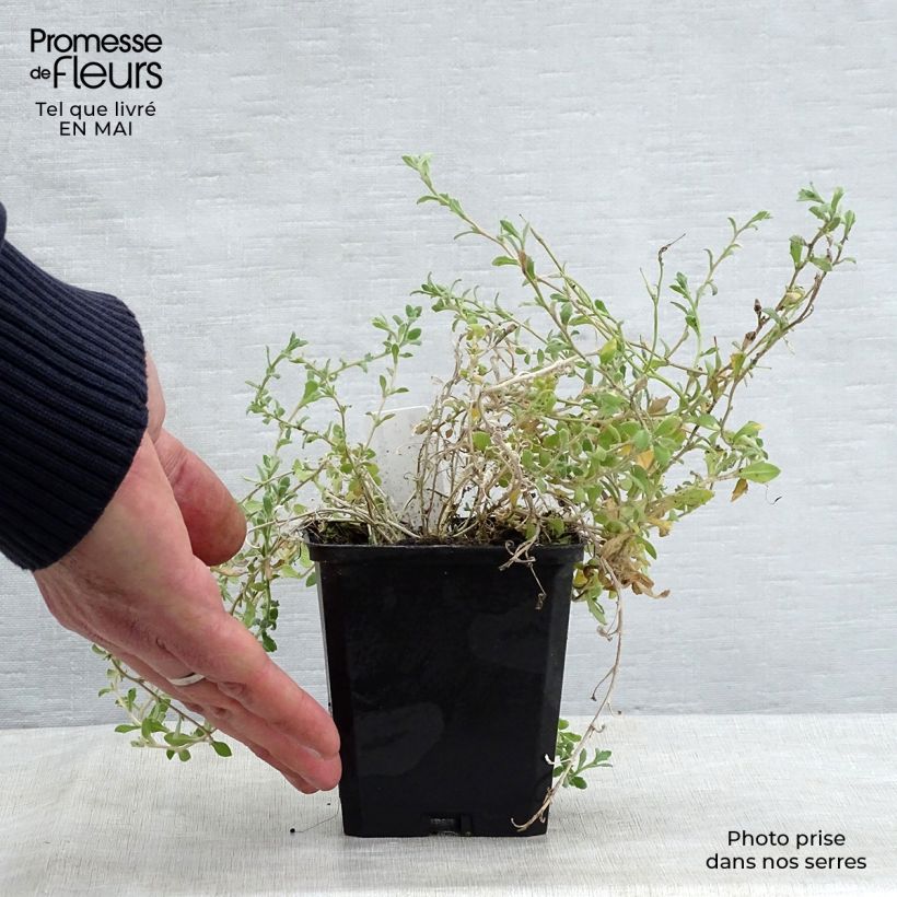 Example of Aubriète bleue - Aubrieta Cascade Blue Godet de 8/9 cm as you get in printemps