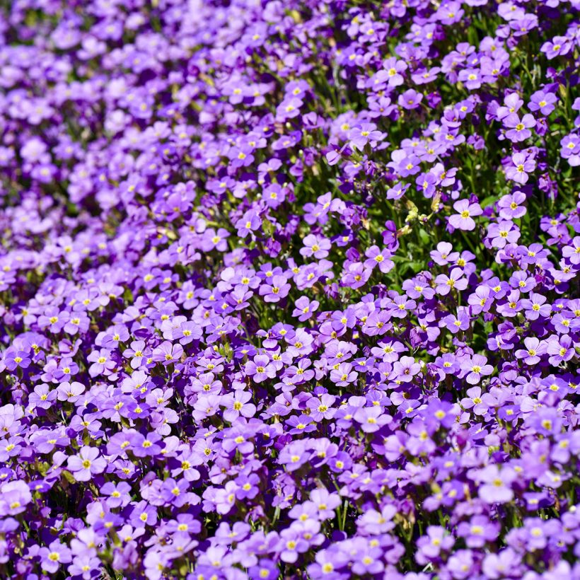 Aubriète bleue - Aubrieta Cascade Blue (Flowering)